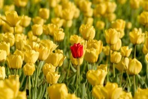lone_flower