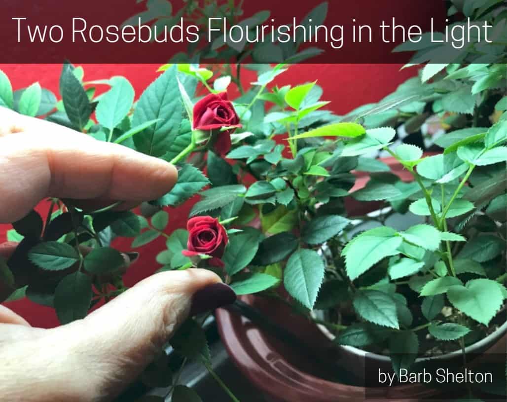 Two Rosebuds Flourishing in the Light