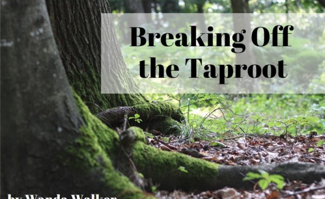 Breaking Off the Taproot TW TITLE GRAPHIC - Breaking Off the Taproot